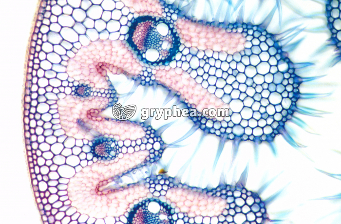 Feuille d'Oyat - détail CT x40 - gryphea.com